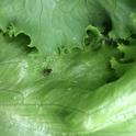 Figure 1. Lygus bug adult on Lettuce