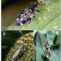 Figure 3. Predatory bugs -- a) Minute pirate bug, b) damsel bug, and c) bigeyed bug