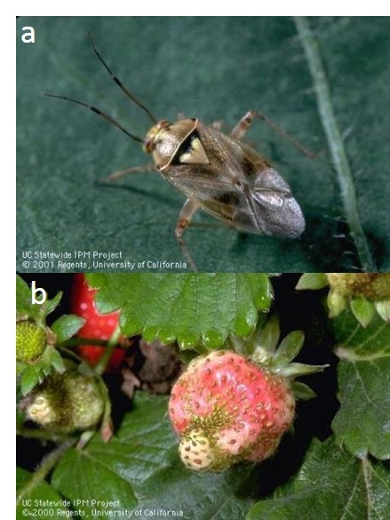 Figure 1. a) Lygus bug adult, and b) Catfaced strawberry fruit