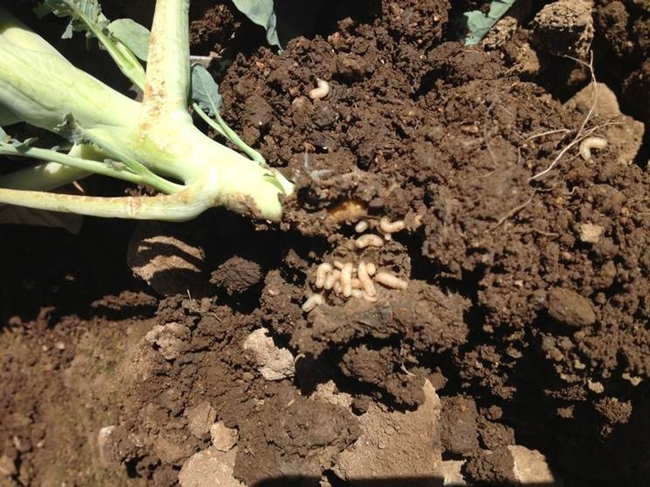 Cabbage maggot infested broccoli root