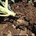 Cabbage maggot infested broccoli root