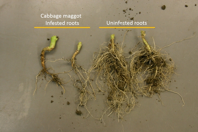 Comparison cabbage maggot infested and uninfested roots