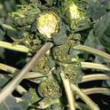 Vole damage to brussels sprouts