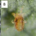 Fig 1. (A) non-overwintering two spotted spider mite, (B) overwintering (red colored) two spotted spider mite, (C) carmine mite. Photo credit: Jack Kelly Clark, University of California [A and C], Shimat Joseph [B].