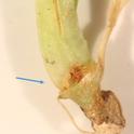 Fig 1. Lygus bug feeding injury on celery