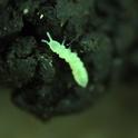 Figure 1. springtail found in the soil