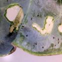 Fig.1. Characteristic window panning injury from Diamondback larva feeding on a broccoli leaf.