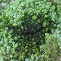Broccoli hdrot 1