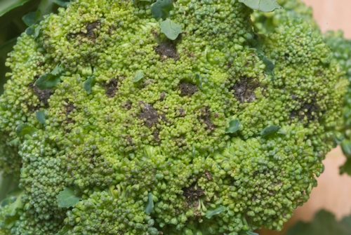 BroccoliHdRotAlter09a