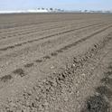 Photo 1. Seeded lettuce field being germinated with buried drip.