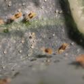 Two spotted spider mite under magnification