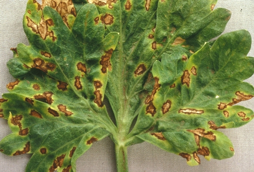 Bacterial leaf spot of celery.