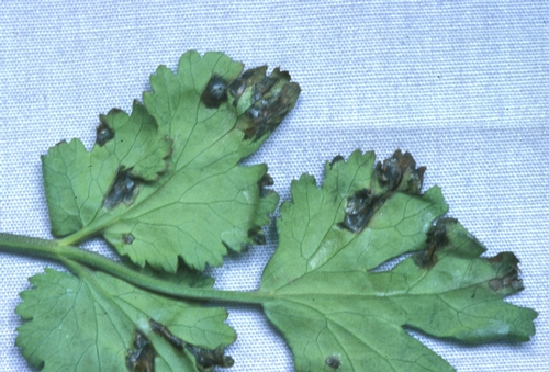 Bacterial leaf spot of cilantro.