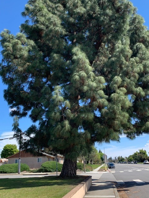 pine tree absorbs carbon dioxide