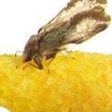 Dead psyllid in feeding position on Specialized Pheromone and Lure Application Technology (SPLAT®) card. Photo credit: Justin George and Stephen Lapointe.