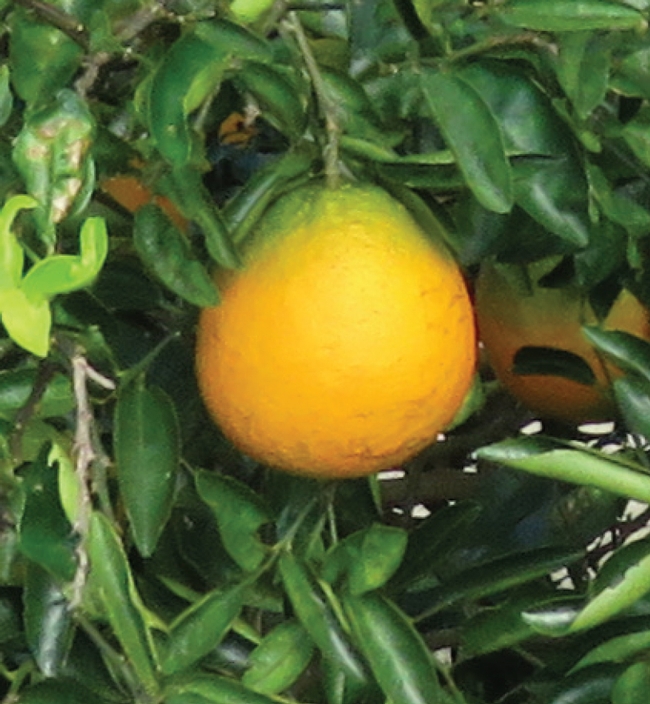 SunDragon fruit on the tree