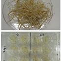 CLas hairy root culture production and high-throughput screening of inhibitors in vitro.