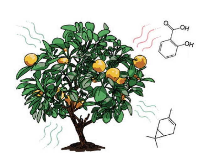 Image of citrus tree