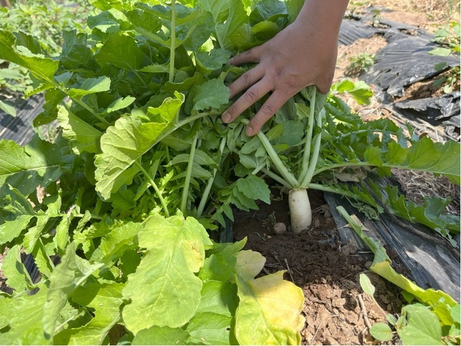 A person holds back leafy greens to display the tuber of a daikon plant