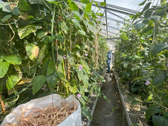 Rows of green leafy plants in a greenhouse