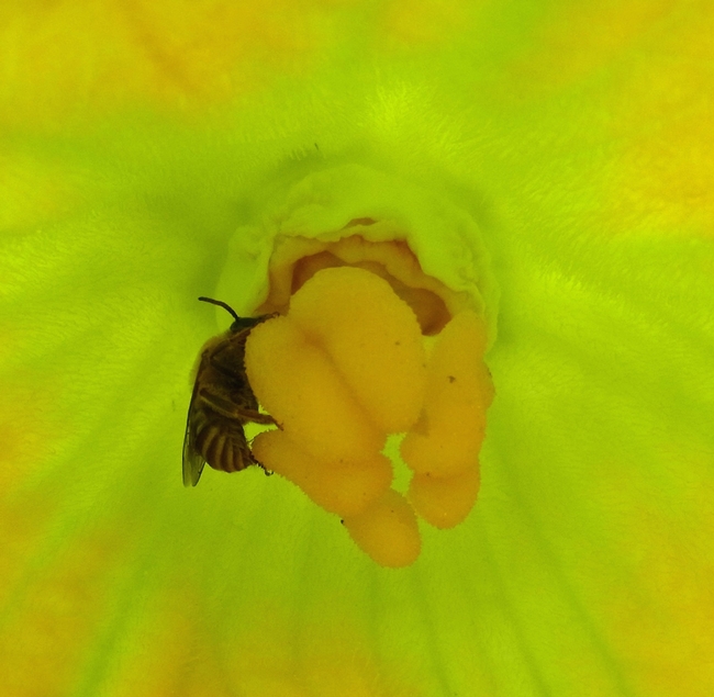 Male squash bee in a zucchini flower. Males forage in the morning and spend the remainder of the day inside flowers. Squeeze a blossom after it has closed for the day…if it buzzes, there's a bee inside!  They chew their way out the next morning.