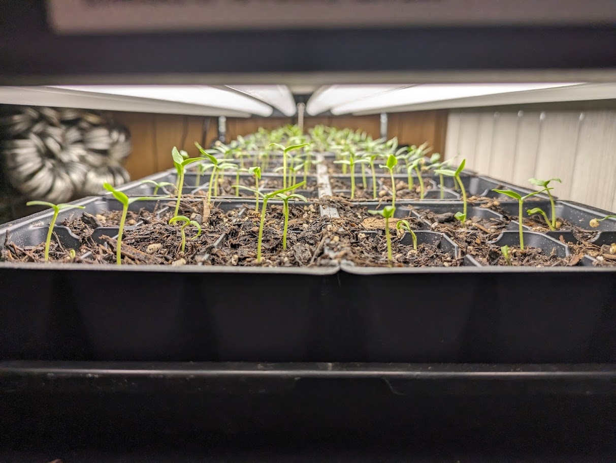 Growing Peppers from Seed: Part 2 – Potting Seedlings, the Hardening ...