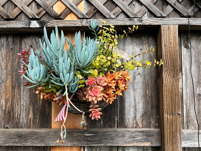 Wooden basket with succulents hanging on a fence.