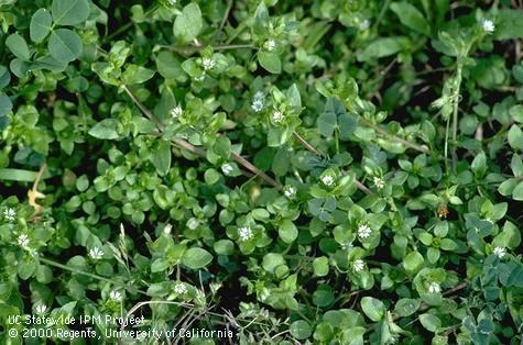 Winter Annual Weeds - The Stanislaus Sprout - ANR Blogs