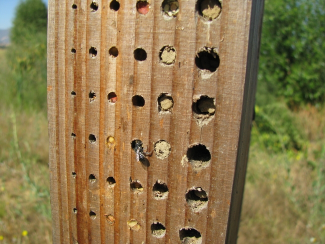 Habitat for wood nesting bees. (Ellen Zagory, UC Davis Arboretum & Public Garden)