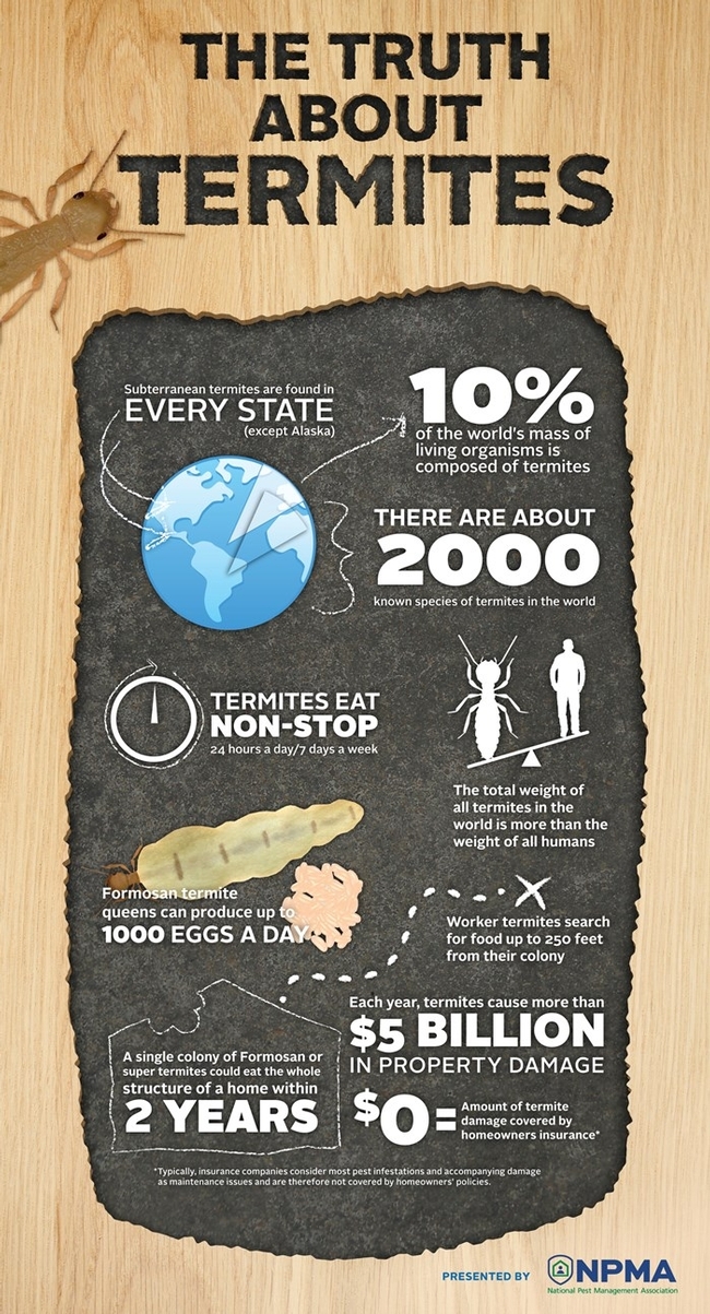 termites infographic