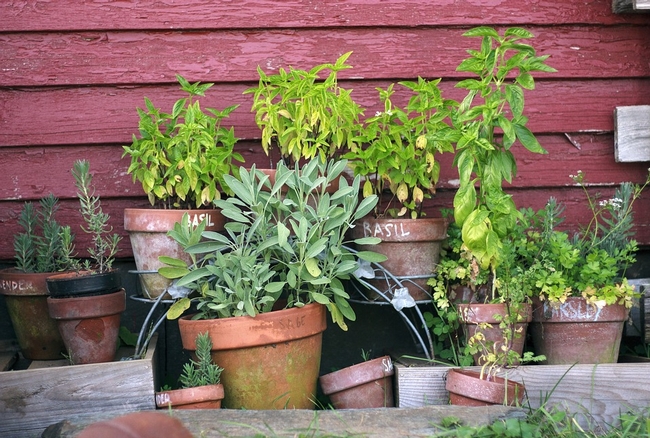 Plant-Herb-Garden-Pots-Garden-Green-Gardening-2294487