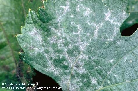 Powdery mildew on grape leaves. (Jack Kelly Clark, UC IPM)