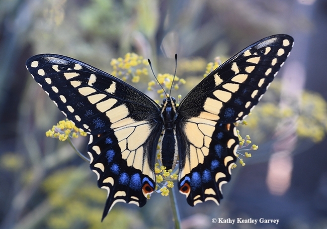 Anise swallowtail. (Kathy Keatley Garvey)