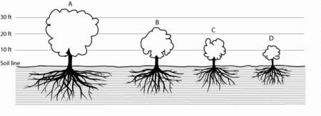 Size control in temperate fruit trees. (A) Standard variety with no size control; (B) and (C) standard variety on semidwarfing rootstock or semidwarf variety; (D) standard variety on dwarfing rootstock. (from The CA Master Gardener Handbook)