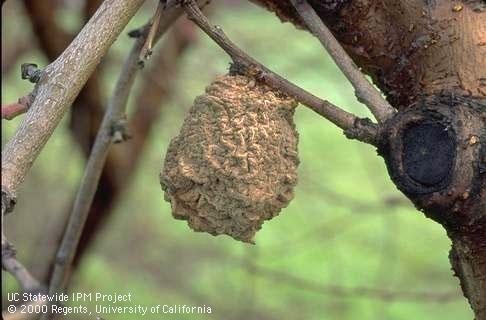 A shriveled fruit that appears mummy-like hanging in a dormant fruit tree.