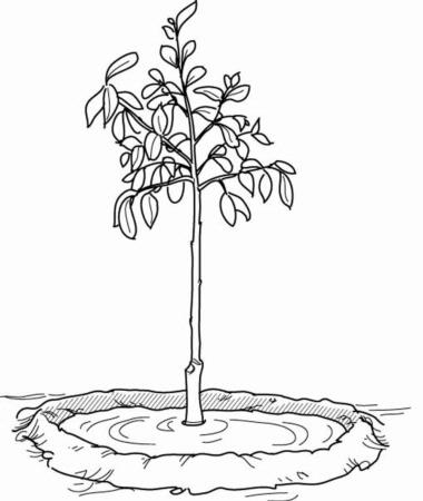 Illustration of a small tree with a 