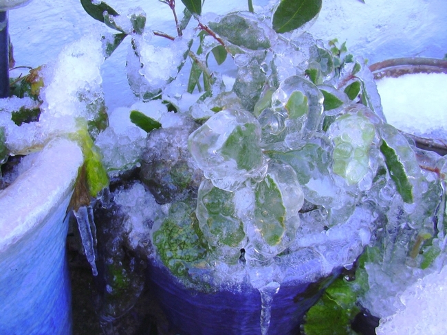 Ice coats a plant in an pot while snow coats the ground.
