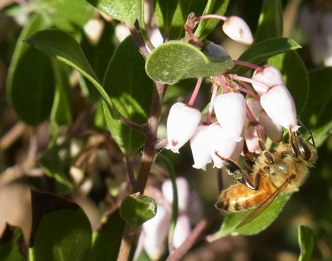 Honey bee feeds on 'Howard McMinn' manzanita 01.25.14