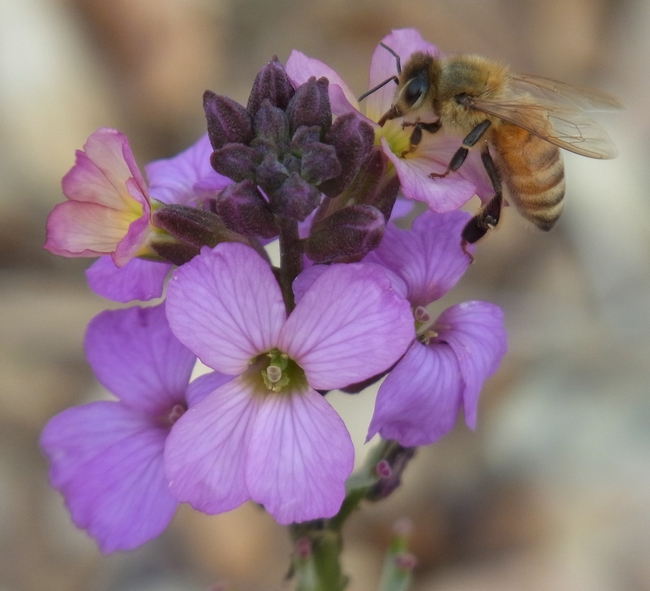 Honey bee on wallflower 02.11.14