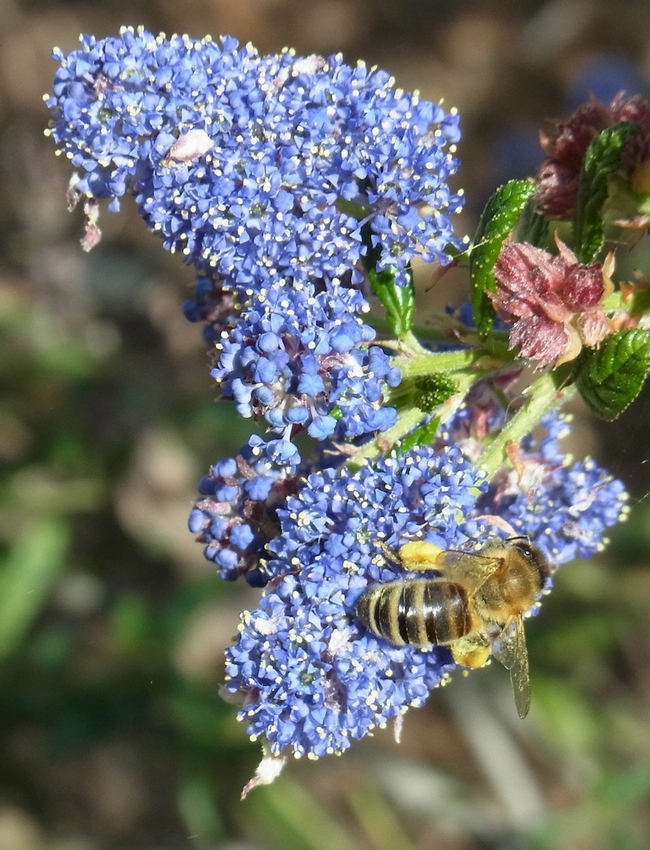 Honey bee on 'Ray Hartman' ceanothus.  Note the pink color of the unopened flower buds.