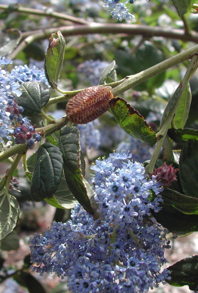 Preying mantis egg case on the branch of a 'Ray Hartman' ceanothus