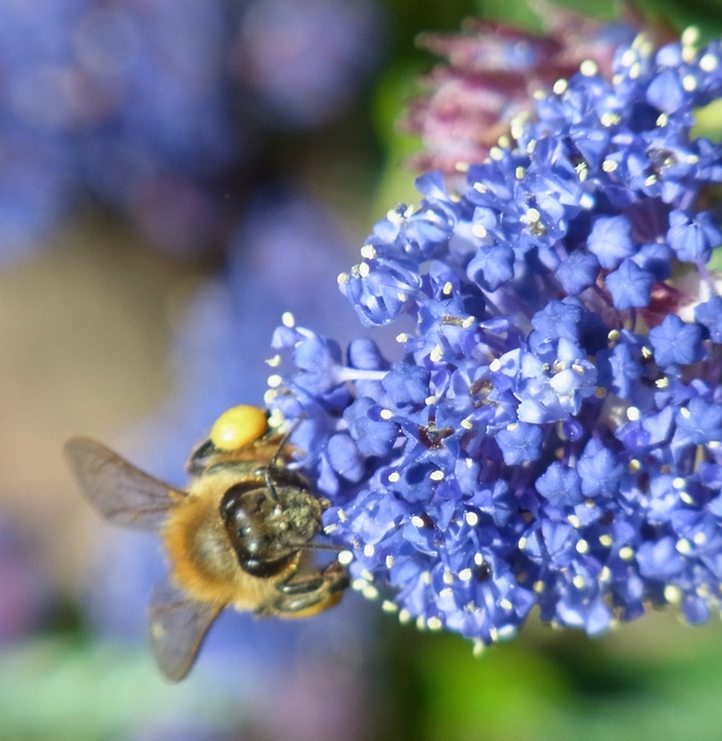 A honey bee on ceanothus 'Concha' with both pollen baskets full