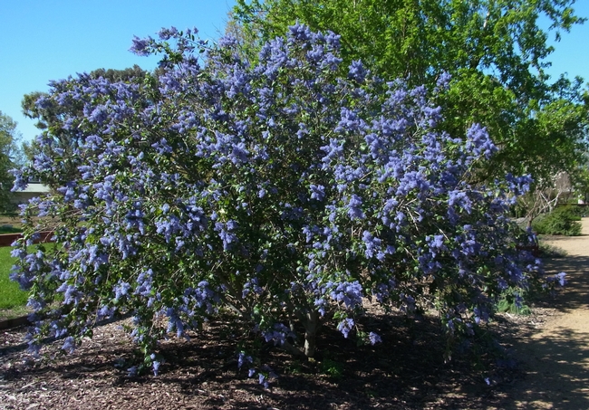 A 'Ray Hartman' ceanothus in full bloom at the Honey Bee Haven