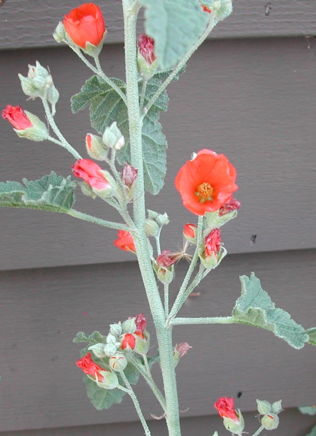 The flowers of a Sphaeralcea ambigua plant