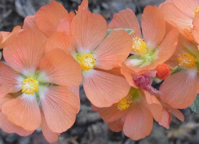 Close up view of Sphaeralcea ambigua flowers