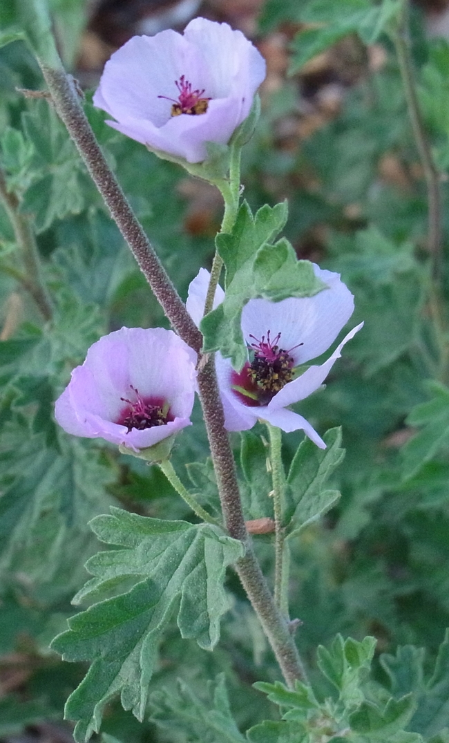 Close-up of the flowers of Sphaeralcea 'Hopley's Lavender'