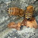 Honey bees drinking at the Haven's custom watering stations.  Notice that the girls don't stand in water while they drink.