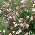 Butterfly rose, <i>Rosa</i> x <i>odorata</i> 'Mutabilis' has a mix of yellow, pink, and deep pink flowers