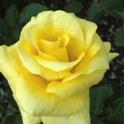 The multiple layers of petals in this hybrid rose make access to pollen difficult for bees