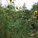 Volunteer sunflower plant blooming at the Haven